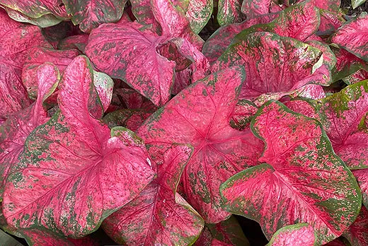 Caladium Lava glow