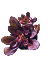 Translation missing: lt.sections.featured_product.gallery_thumbnail_alt