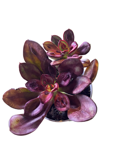 echeveria nodulosa benitsukasa cigono darzas