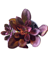 Translation missing: lt.sections.featured_product.gallery_thumbnail_alt