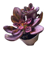 Translation missing: lt.sections.featured_product.gallery_thumbnail_alt