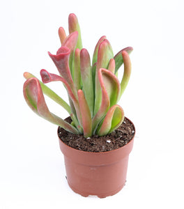Kalanchoe Oricula