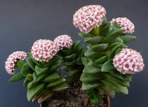 Crassula Springtime