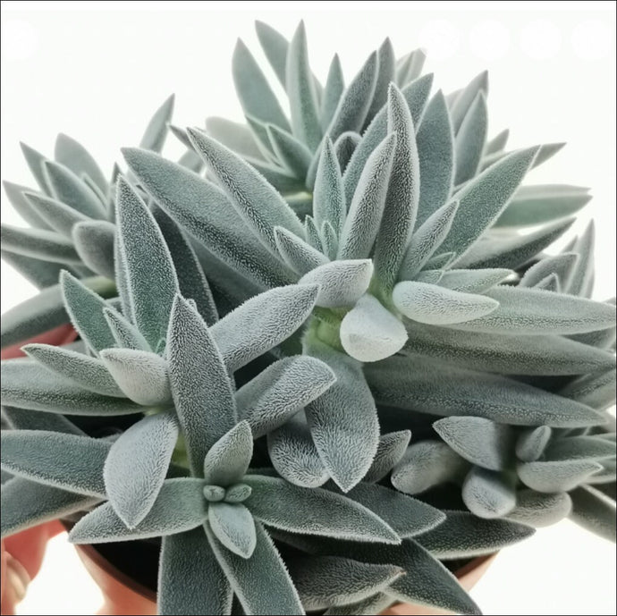 Crassula Silver Spark