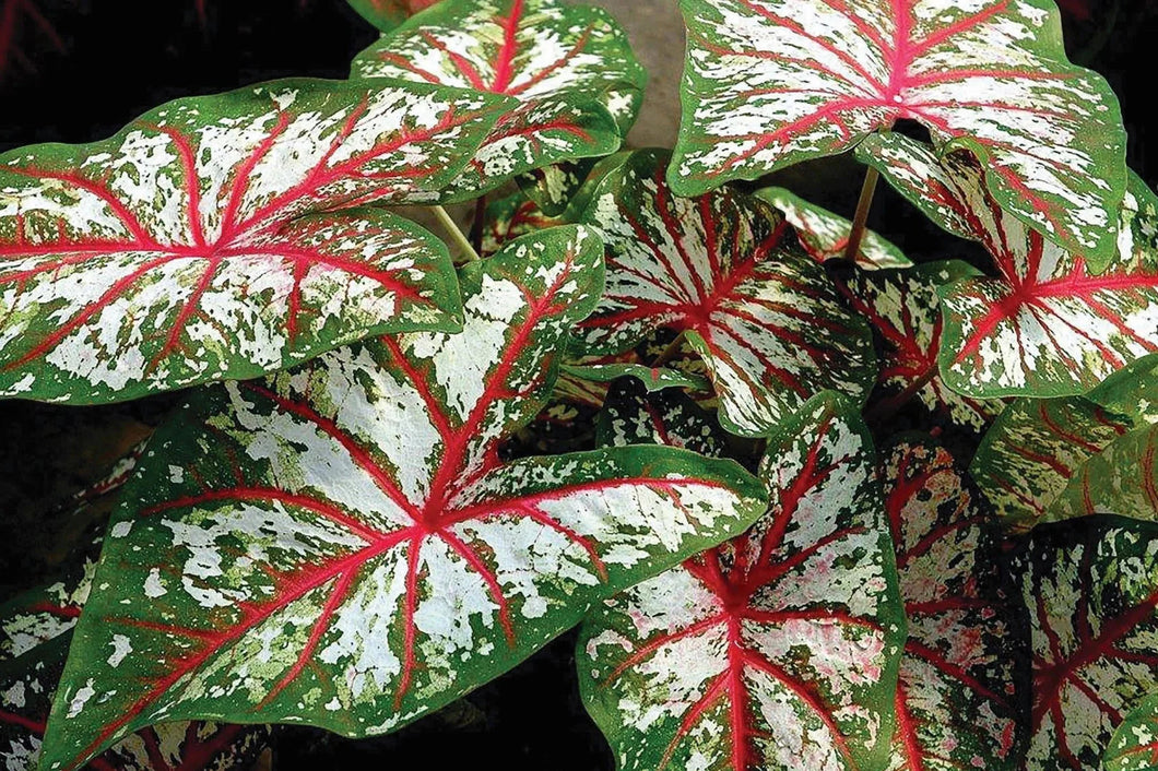 Caladium Tapestry