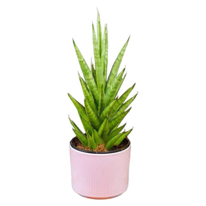 Sansevieria cylindrica Starshooter
