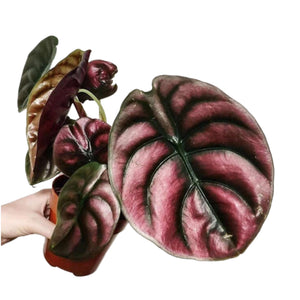 Alocasia cuprea Red secret