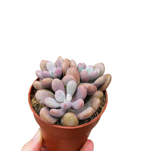 Pachyphytum cv.momobijn