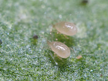 Translation missing: lt.sections.featured_product.gallery_thumbnail_alt