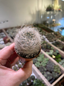 Neoporteria Senillis