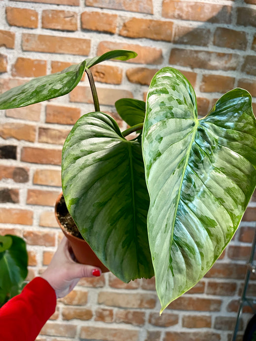 Philodendron Sidiroi