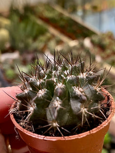 Neoporteria paucicostata Viridis