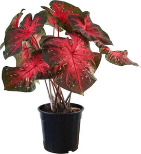 Caladium Red Flash