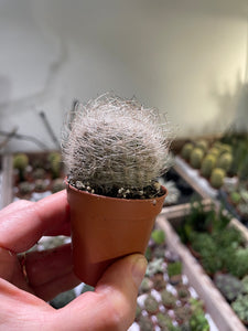 Neoporteria Senillis