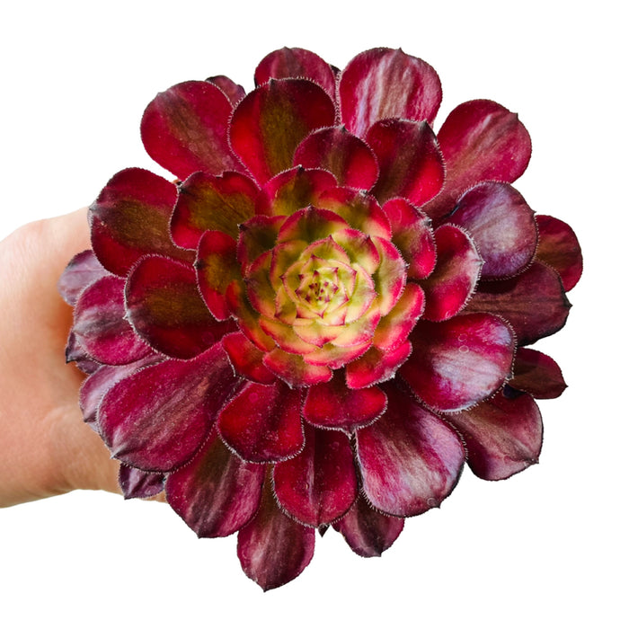 Aeonium Mardi Gras