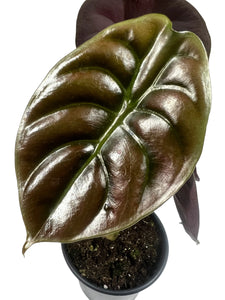 Alocasia cuprea Red secret