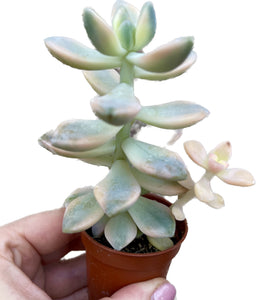 Sedum clavatum variegata – Gipsygarden