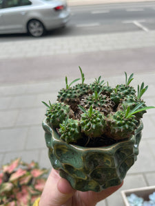Euphorbia bubleurifolia x Zuzannea Japonica