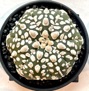 Astrophytum super kabuto
