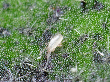 Translation missing: lt.sections.featured_product.gallery_thumbnail_alt