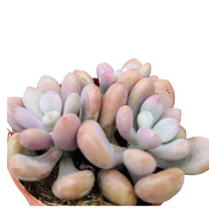 Pachyphytum cv.momobijn