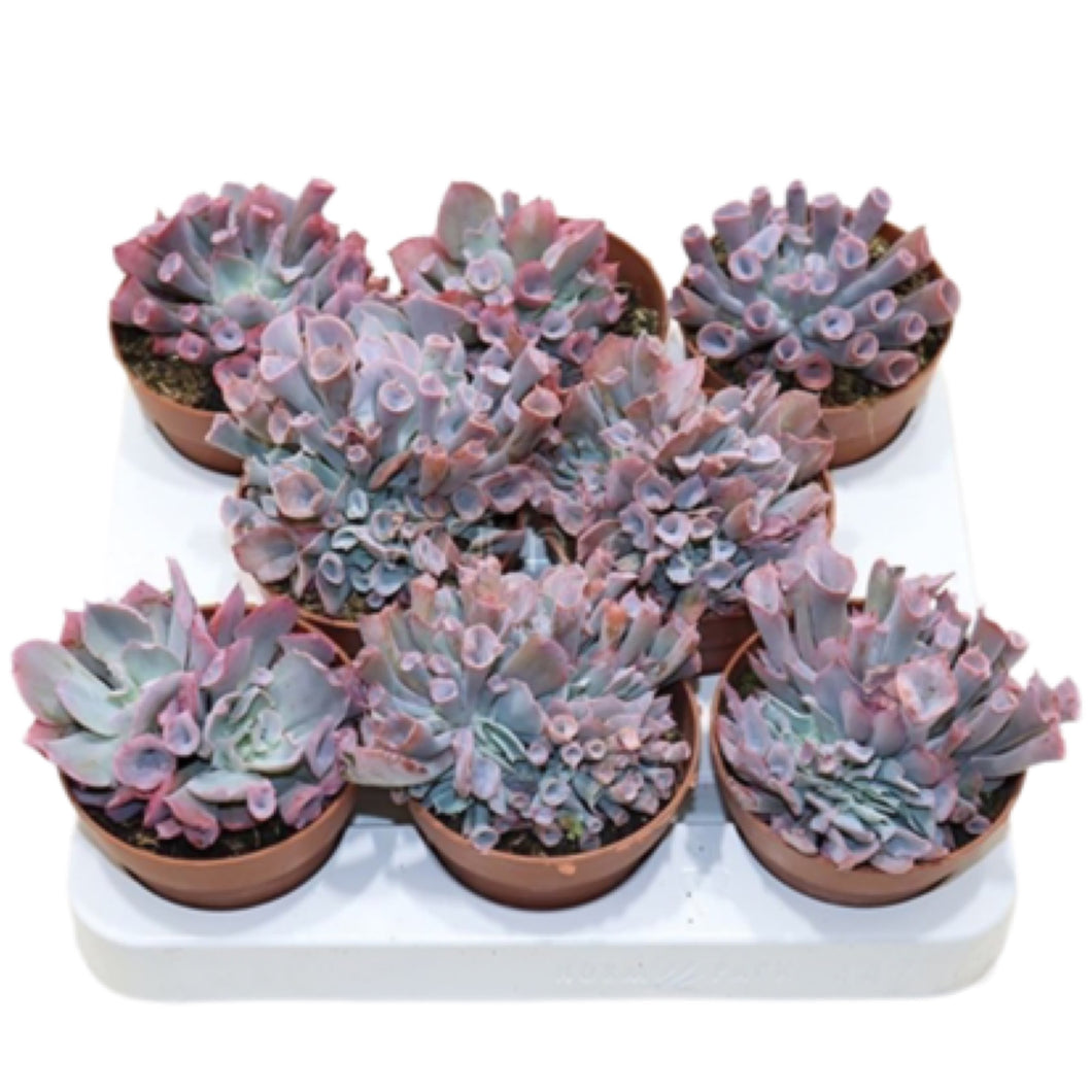 Echeveria Trumpet Pinky