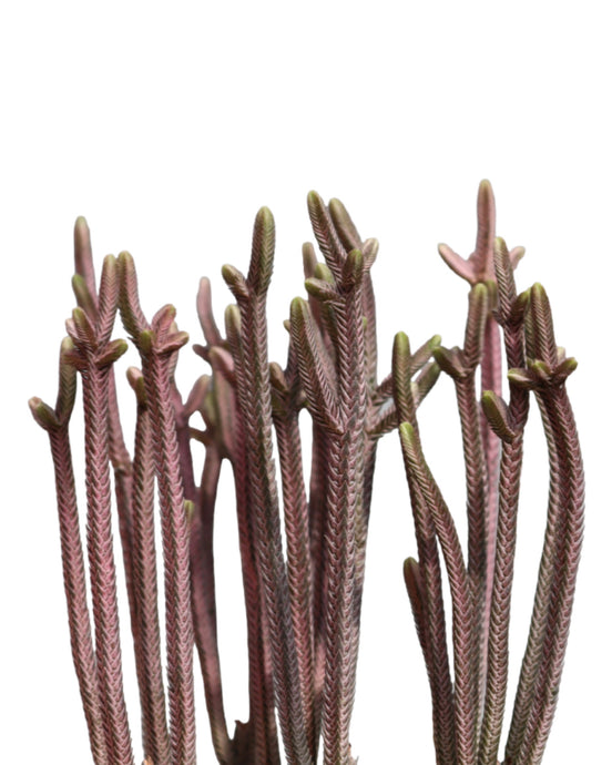 Crassula Lycopodioides Rhapsody in Pink