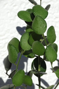 Xerosicyos Danguyi Silver Dollar Plant