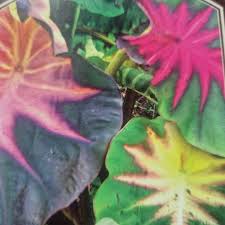 COLOCASIA  (ELEPHANT EAR) MADEIRA STAR