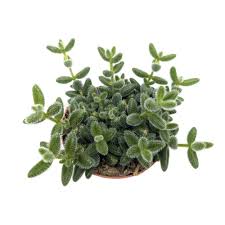 Delosperma Echinatum