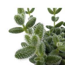 Delosperma Echinatum