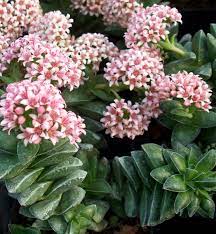 Crassula Springtime