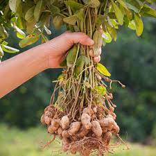 Peanuts Arachis hypogaea