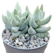 Crassula cornuta