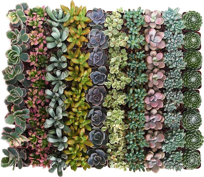 Succulent Set of 20