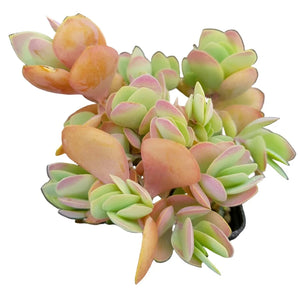 Kalanchoe Rotundifolie