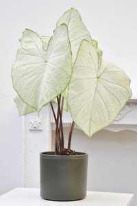 Caladium Moonlight