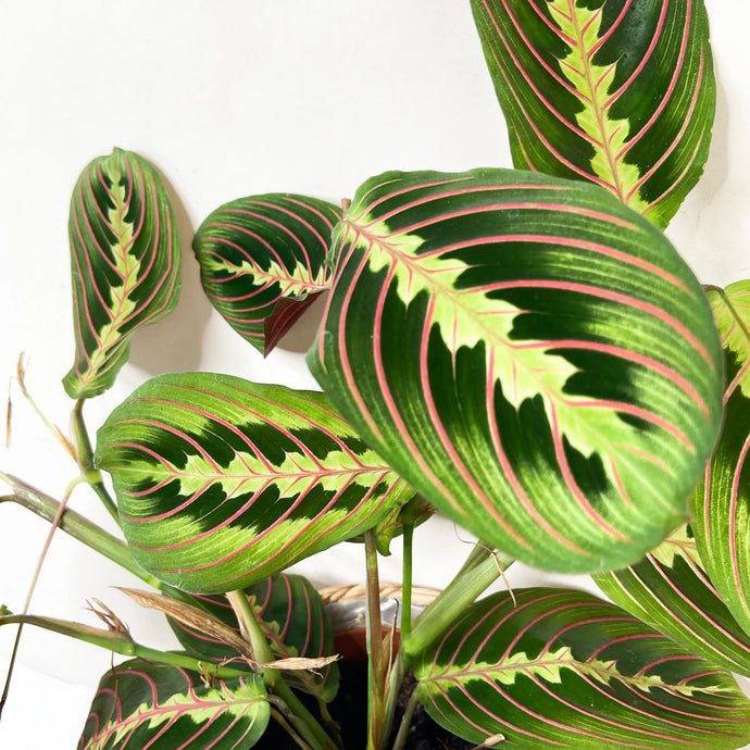 Maranta Leuconeura Fascinator