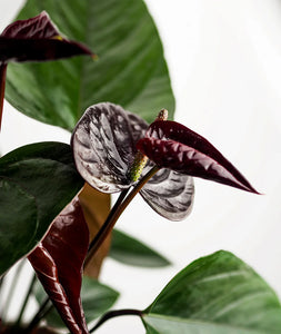 Antūris Anthurium Black love