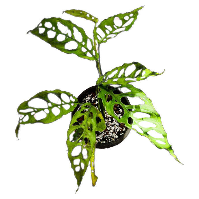 Monstera obliqua Peru