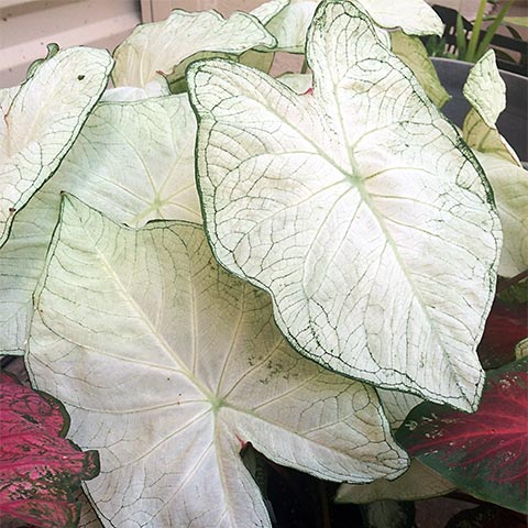 Caladium Florida Moonlight