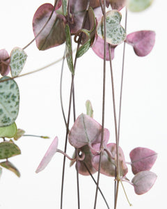 Ceropegia woodii variagata