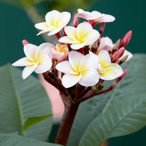 Plumeria rubra Hawaiian Pearl
