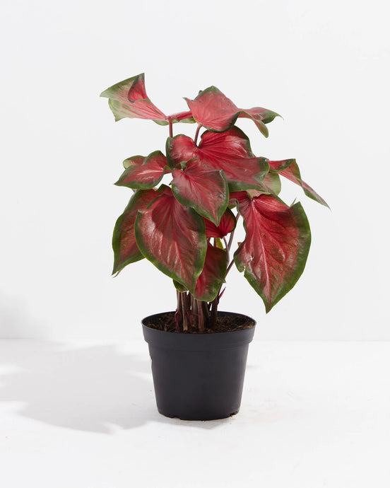 Caladium Florida Red ruffles