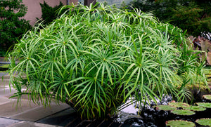 Cyperus alternifolius gracilis