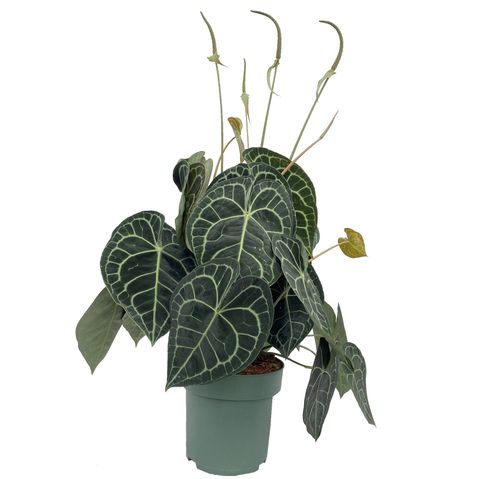 anthurium clarinervium vendita Anthurium clarinervium 17cm 70cm – Gipsygarden
