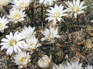 Gymnocalycium Ragonesii