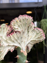 Translation missing: lt.sections.featured_product.gallery_thumbnail_alt