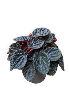 Peperomia Choclat