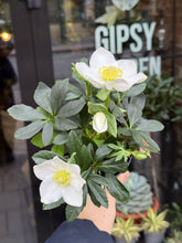 Translation missing: lt.sections.featured_product.gallery_thumbnail_alt